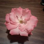 Ashley Orefice - @wanderlust_sunshine420 - Instagram