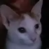 ashleypicou21 - @ashleypicou21 - TikTok