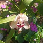 @ashley_pretorius91 - Instagram