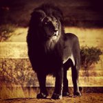 Ashley Proffitt - @kinocheesedraven - Instagram