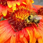 Ashley Pryde - @apollo_gardens - Instagram