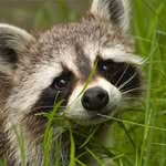Ashley Racoon - @ashleyracoon - Instagram