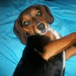 Ashley Rader - @beagle_mom2012 - Instagram