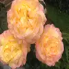 Ashley Rees  - @yea_im_cool - TikTok