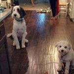 Ashley Reiser - @zoey_murphy_kitty_ - Instagram