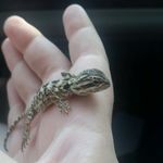 Ashley Renfro - @alr_reptiles - Instagram