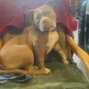 Ashley Renner - @ashley.renner2 - TikTok
