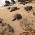 Ashley Rexroad - @turtlelover776 - Instagram