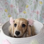 Ashley Rhodes - @dooneysdachshunds - Instagram