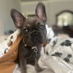 Ashley Rhude - @kai_bo_thefrenchie - Instagram