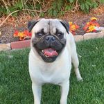 Ashley Riches - @ponchothepugslife - Instagram
