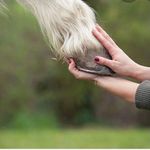 Ashley Rollins - @holt_equine_massage - Instagram