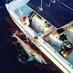 ashley le roux - @ashley_fishing - Instagram