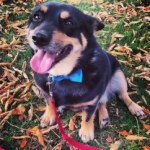 Ashley Samuelson - @msteachcps - Instagram