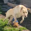 AshleytheDogsitter - @toby_boomer_company - TikTok