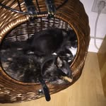 Ashley&Socke - @lyndyjam - Instagram