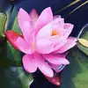 ashleysockpick - @ashleysockpick - TikTok
