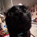 Ashley 🐈‍⬛ - @ashley_socks - Instagram