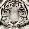 Ashley Sprankle589 - @ashleysprankle589 - TikTok