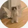 user3171397465568 - @ashleytiller201 - TikTok