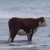 ashleytrembl__ - @ashleytremblay123 - TikTok