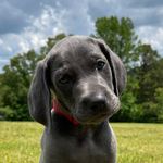 Ashley Wallis 🌊⚓️🇺🇸🐚 - @deep_south_weims - Instagram
