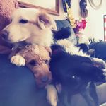 Ashley Westphal - @journey_of_a_dog_mom - Instagram
