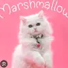 Ashley Yuashley.yu2 - @ashley.yu2 - TikTok