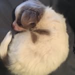 Ashlyn Carey - @beanthebaristapup - Instagram