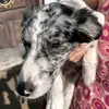 Rufus and cheeto - @ashlynn.george1 - TikTok