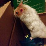 Ashlyn Gregory - @rexthehamster - Instagram