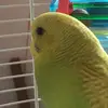 ashlynlambier1006 - @coco_101083 - TikTok