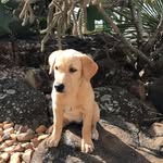 Ashlynn Kay Butler - @doggy_love987 - Instagram