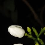 Ashmita Sinha - @ashmita.sinha.104 - Instagram