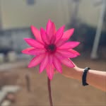 Ashmi Reddy - @ashmitha_reddy_12 - Instagram