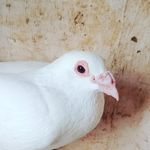 ꧁•⊹٭Ashok kale٭⊹•꧂ - @khalnayak_loft_chakan - Instagram
