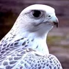 Ashraf Kamal - @ashraf.969 - TikTok