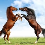 Ashton Elizabeth Crowder - @the_officaial_horse - Instagram