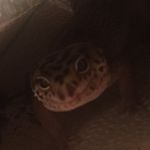 Ashton Crowe - @ashtons_reptiles - Instagram