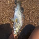 Ashton Dickson - @ashton_nqfisho - Instagram