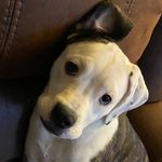 Ashton Dillon - @ashtondillon3064 - Instagram