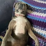 Ashton Dodd - @ashtondodd8 - Instagram