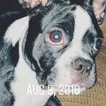 Ashton Dodson - @ashtondodson - Instagram