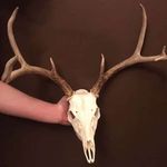 Ashton doyle - @ash_creek_taxidermy - Instagram