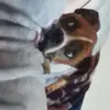 Ashton Feller - @ashtonfeller0 - TikTok