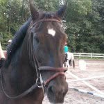 Ashton Middleton - @hoofbeats_4_life - Instagram