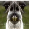 ashtonpark3 - @ashtonpark3 - TikTok