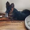 Suzie AshtonHaus - @ashtonshepherds - TikTok