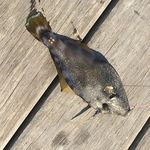 Ashton Stephens - @fishing_the_port_hacking - Instagram
