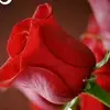 Ashutosh Rathore - @rajveerrathor78 - TikTok